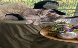 Maine Coon cats for sale: Pedigree registered Maine Coons - Image 10