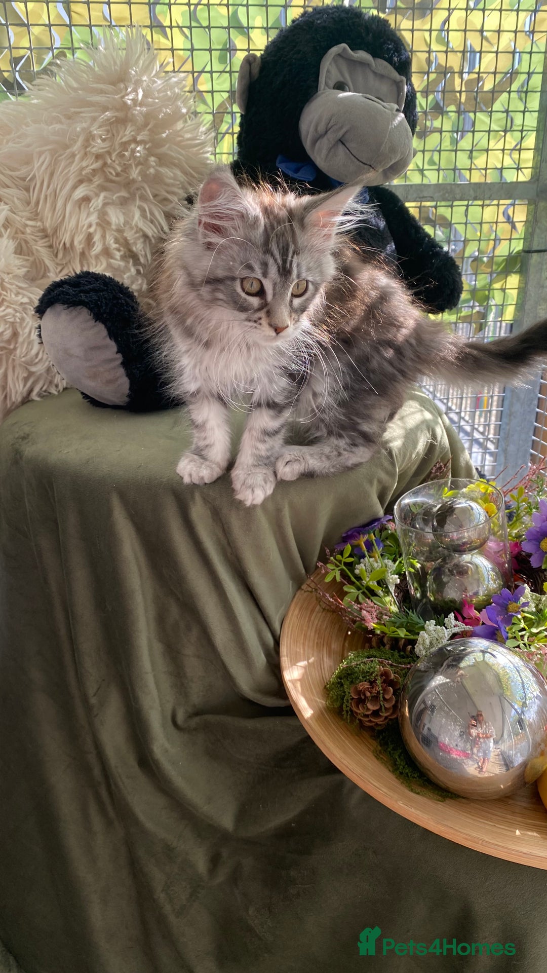 Maine Coon cats for sale: Pedigree registered Maine Coons - Image 10
