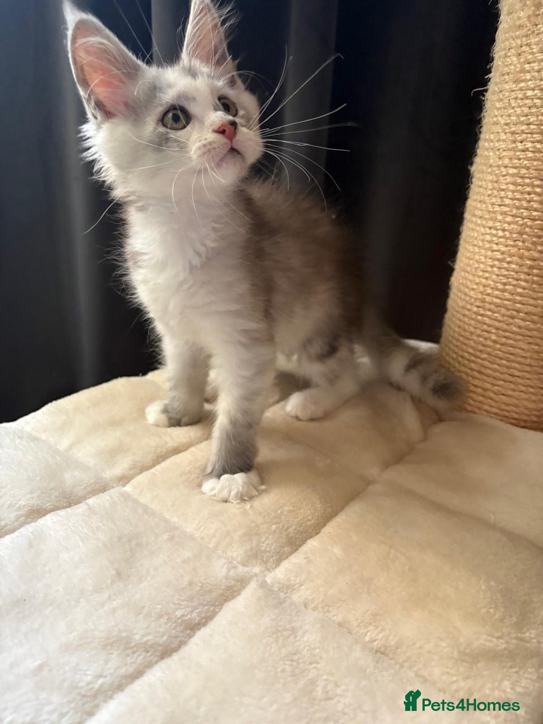 Maine Coon cats for sale: XL Maine Coon Kittens for Sale – TICA Reg - Advert 37