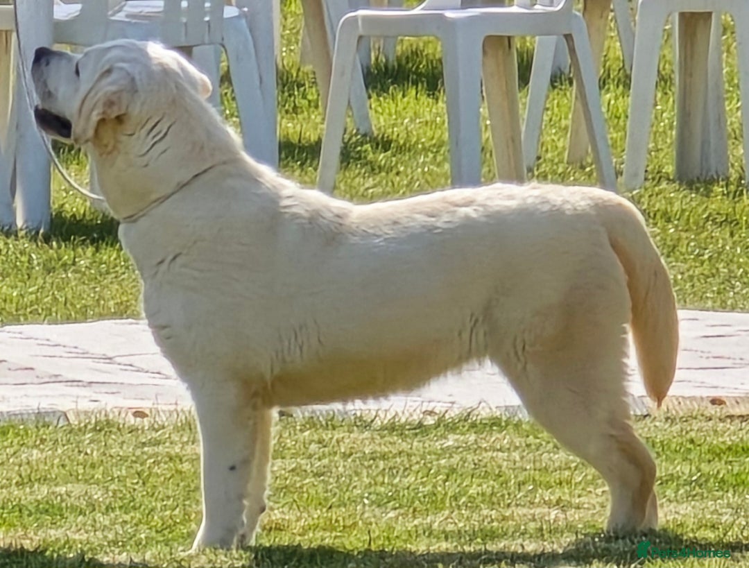 Labrador Retriever dogs for sale: Beautiful and Friendly 1 Year Old Bitch Labrador  - Image 3
