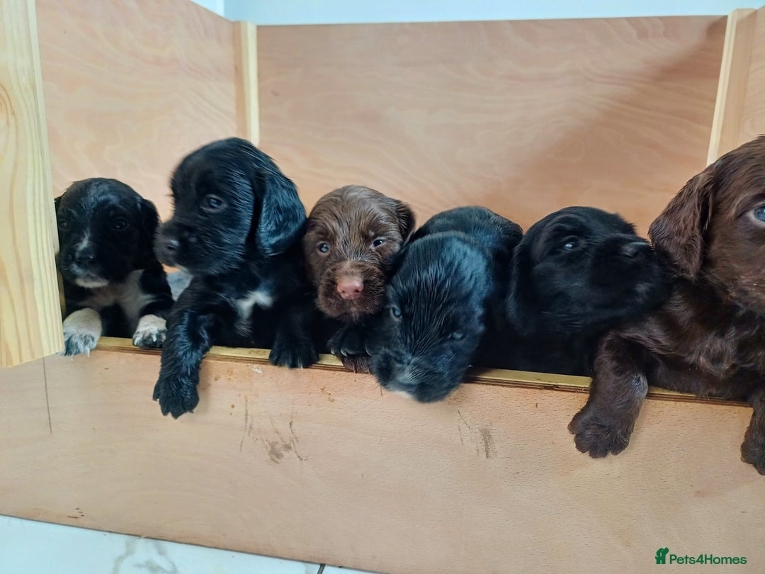 Cocker Spaniel dogs for sale: Working cocker spaniels 4 weeks old - Image 32
