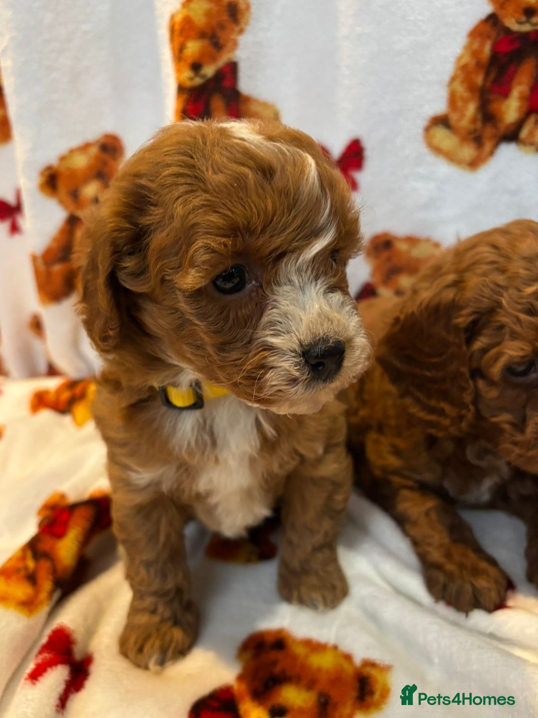 Cockapoo dogs for sale: Health Clear Cockapoos - Advert 6