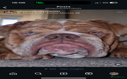 Olde English Bulldogge dogs for stud: 2 olde English bulldogs brothers for stud - Image 5