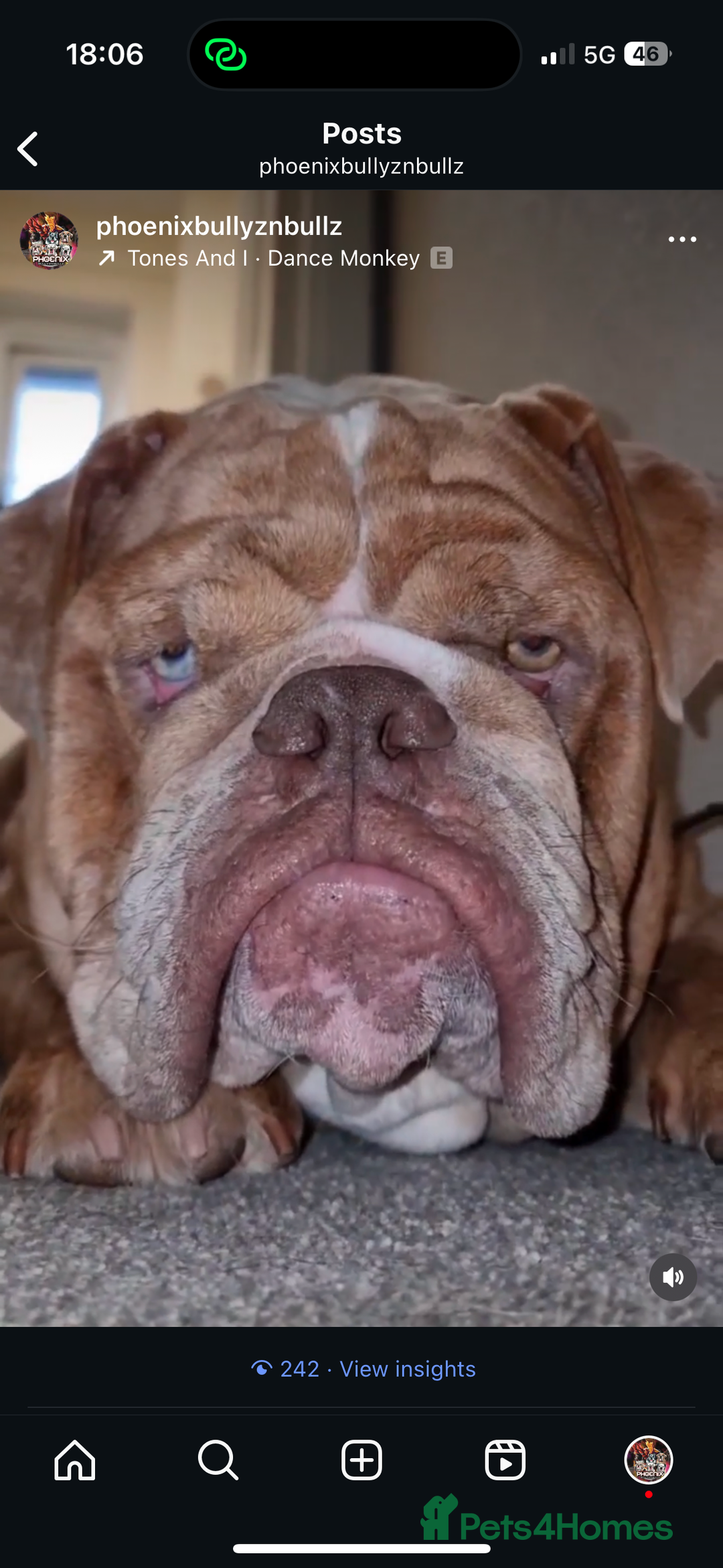 Olde English Bulldogge dogs for stud: 2 olde English bulldogs brothers for stud - Image 5