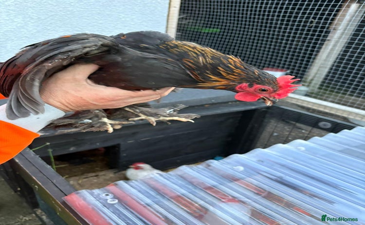 Chickens poultry - Advert 13