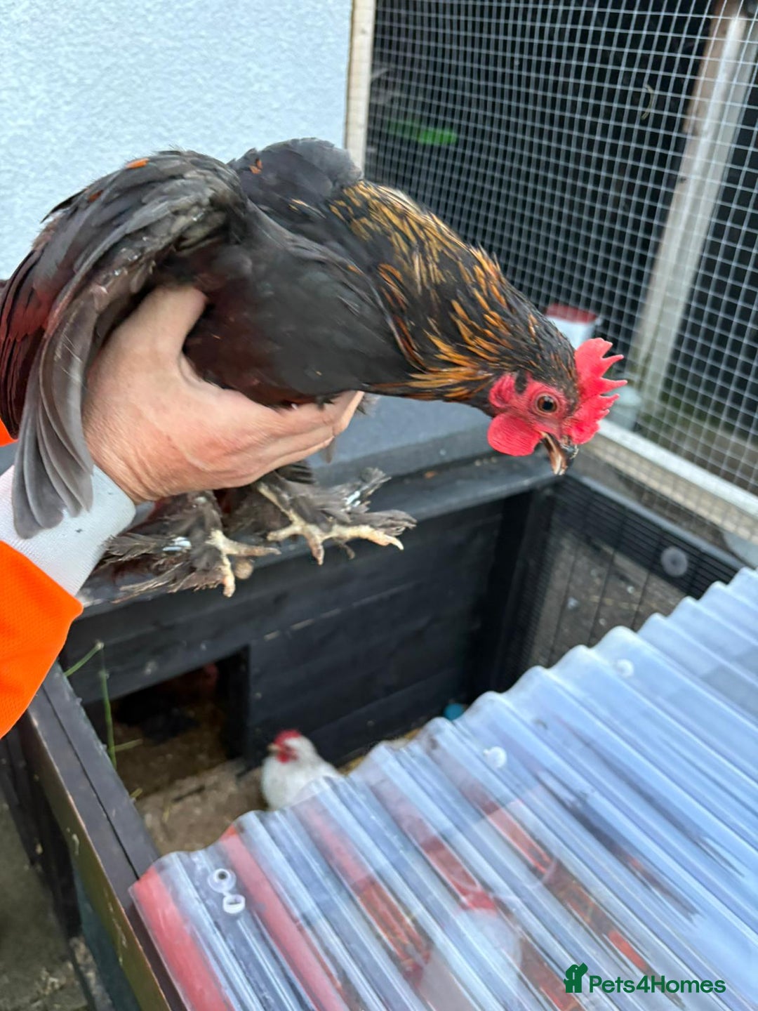 Chickens poultry for sale: Cockerels - Image 1
