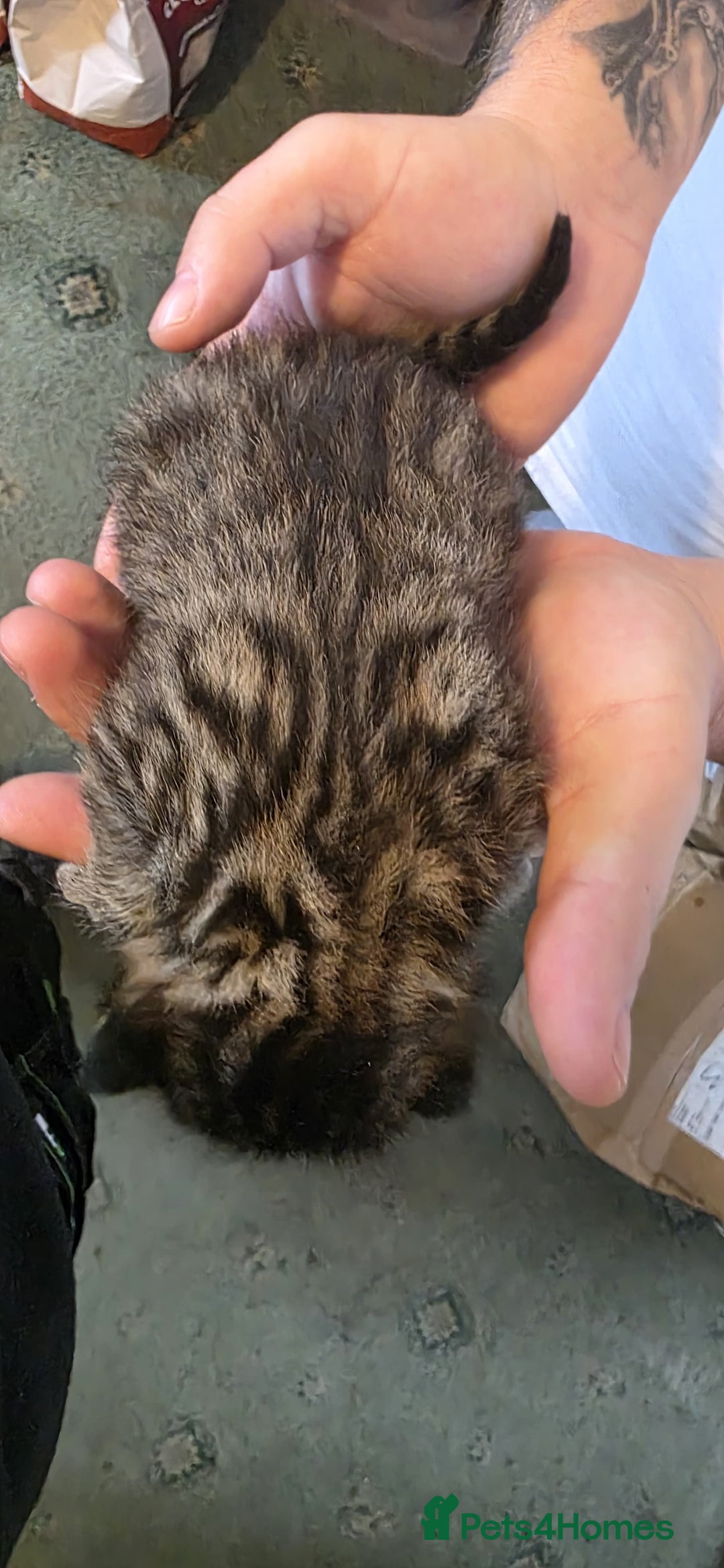 Bengal cats for sale: Kittens x bengal  - Advert 16