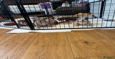 English Bulldog dogs - Advert 9