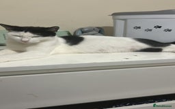 Domestic Shorthair cats for sale: Three black and white kittens - Image 6
