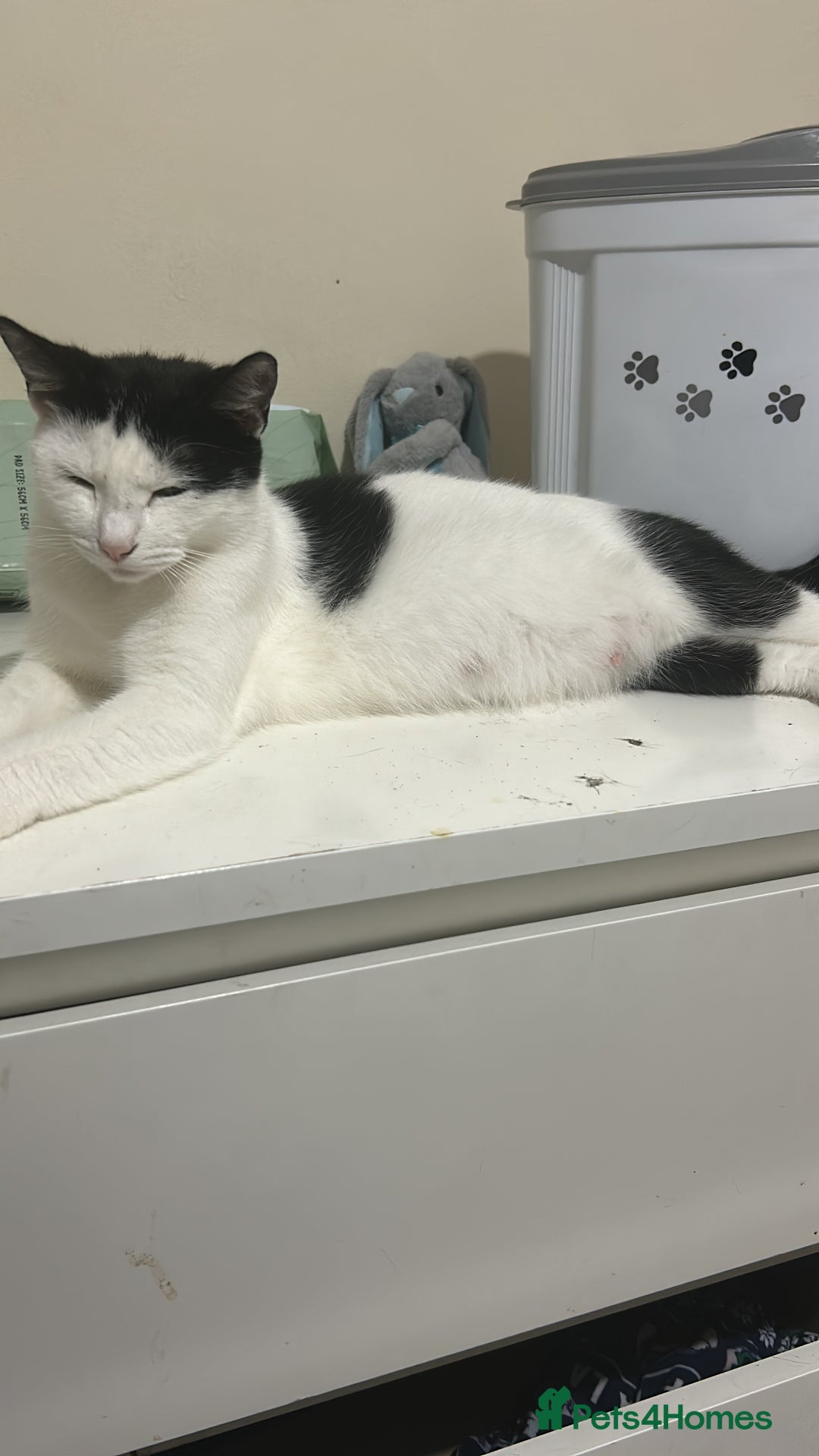Domestic Shorthair cats for sale: Three black and white kittens - Image 6