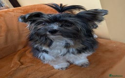 Biewer Terrier dogs for stud: Purebred Pedigree Biewer Terrier Stud in Merthyr Tydfil - Image 2