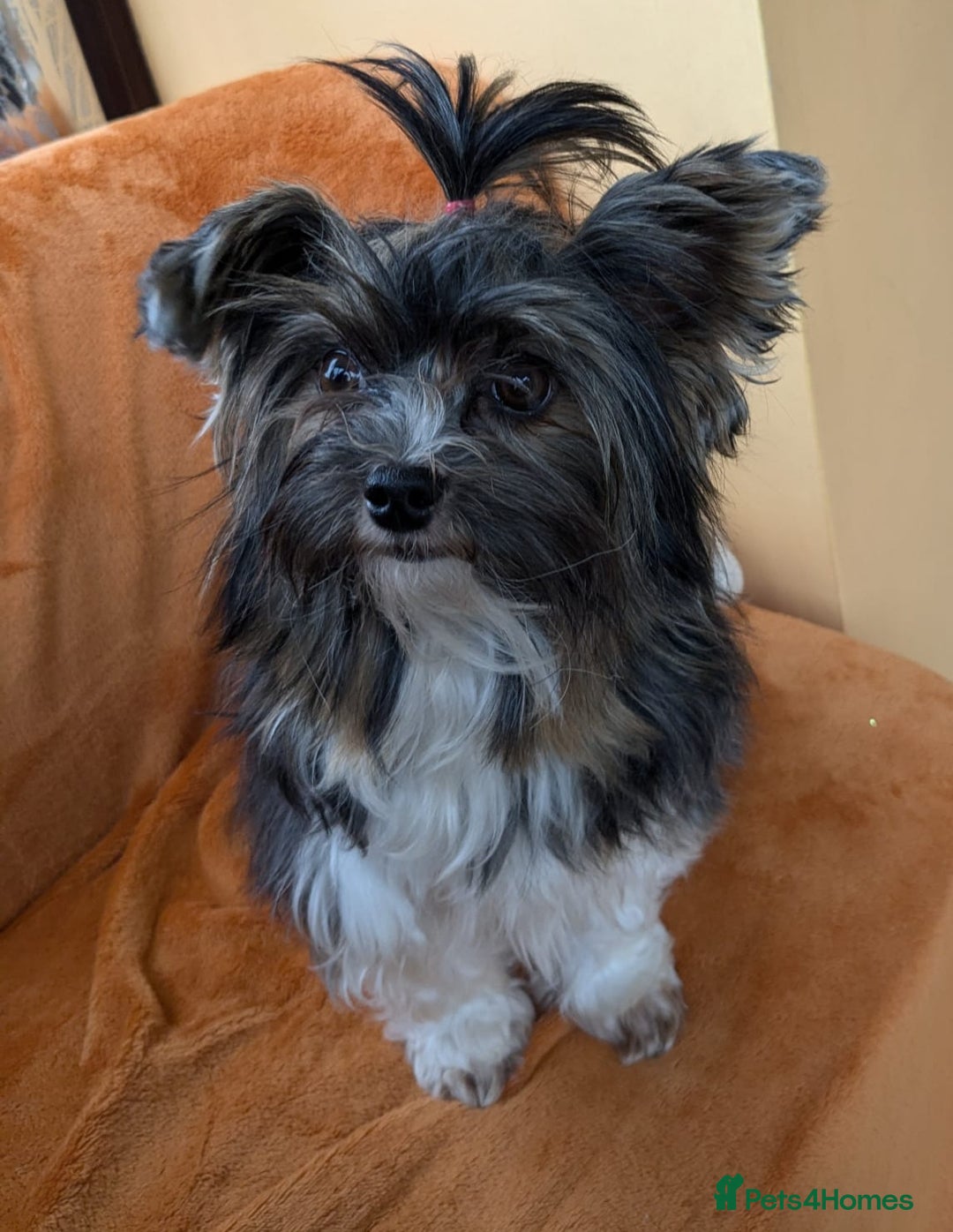 Biewer Terrier dogs for stud: Purebred Pedigree Biewer Terrier Stud in Merthyr Tydfil - Image 2