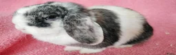 Mini Lop rabbits for sale: Mini lops for sale  - Advert 4