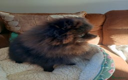 Pomeranian dogs for sale: Pom puppys with Kc reg , pedigree for sale - Image 8