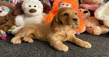 Cocker Spaniel dogs - Advert 3