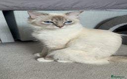 Ragdoll cats for sale: 5 beautiful and healthy Ragdoll kittens - Image 3