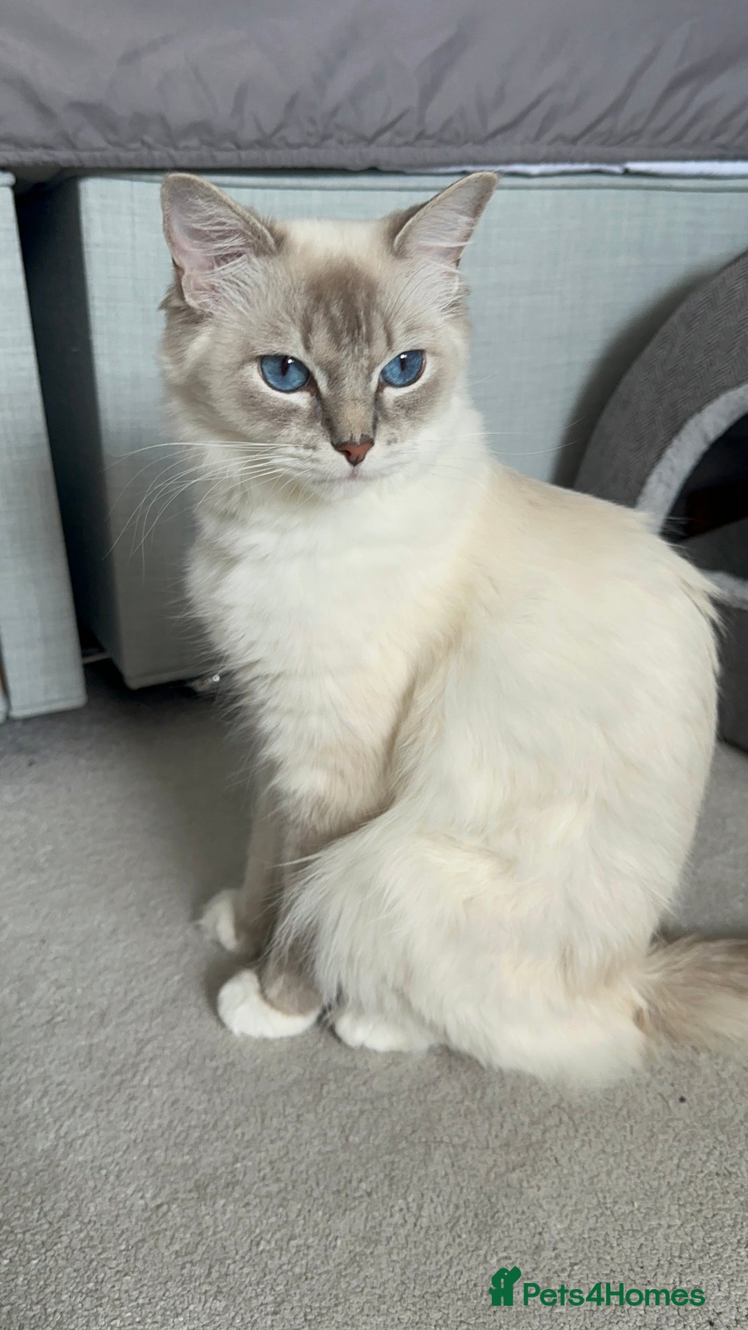 Ragdoll cats for sale: 5 beautiful and healthy Ragdoll kittens - Image 3