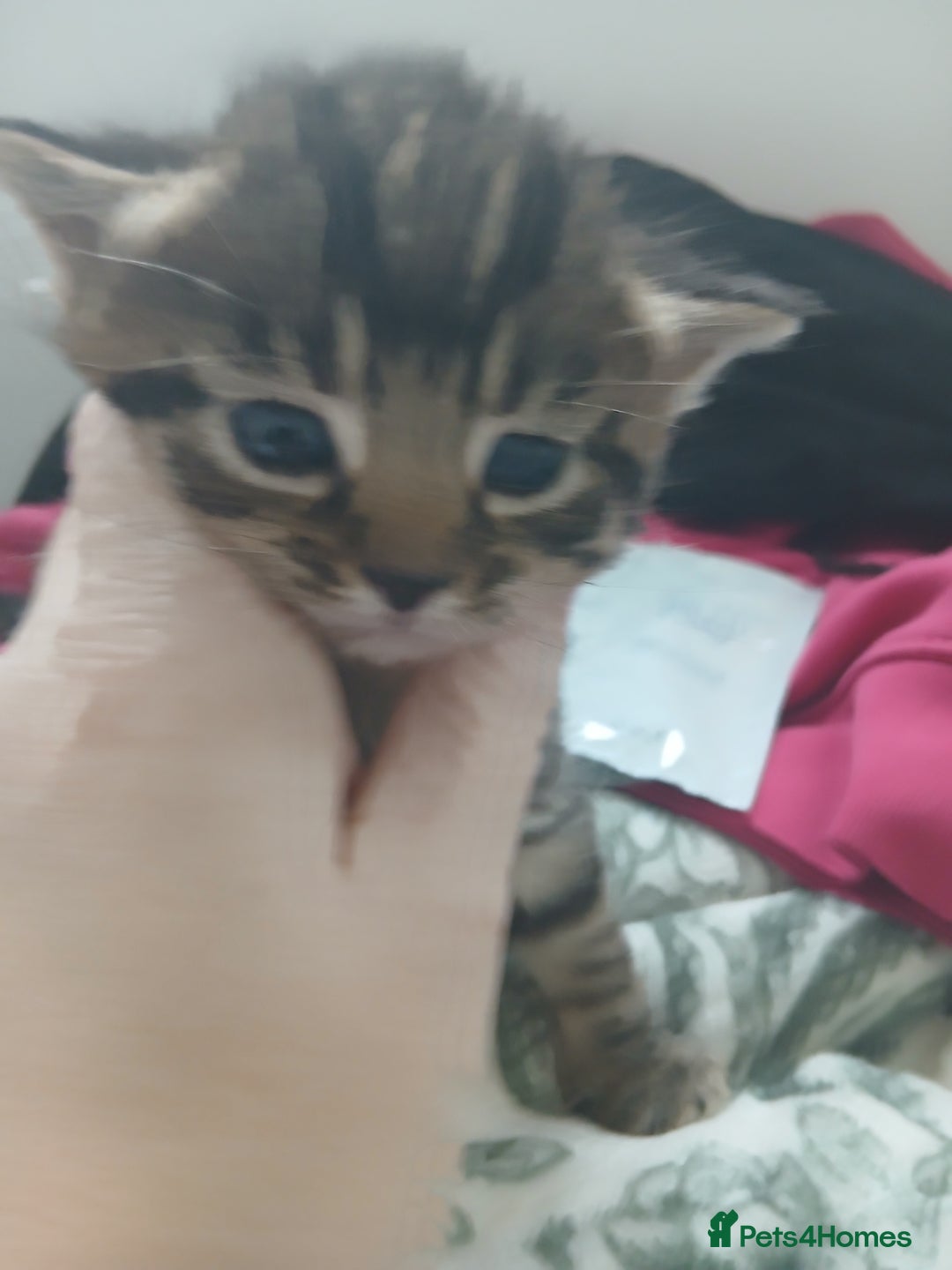 Mixed Breed cats for sale: Blue Russian x  - Advert 1