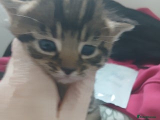 Mixed Breed cats Blue Russian x - Advert 1