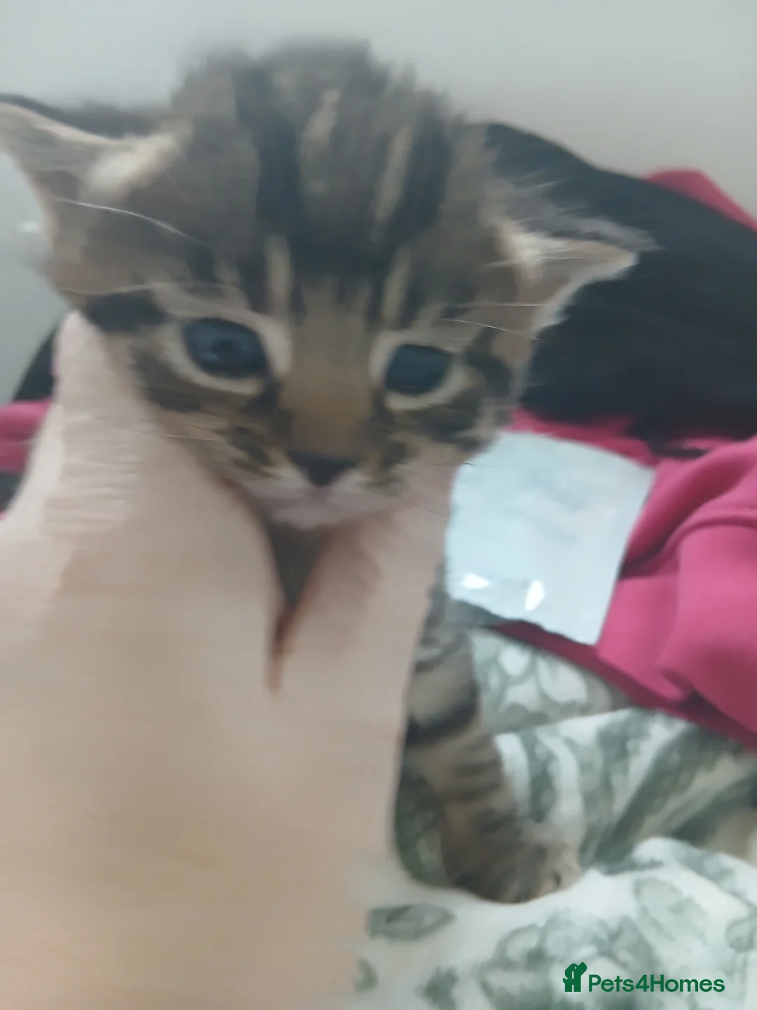 Mixed Breed cats for sale: Blue Russian x  - Advert 1