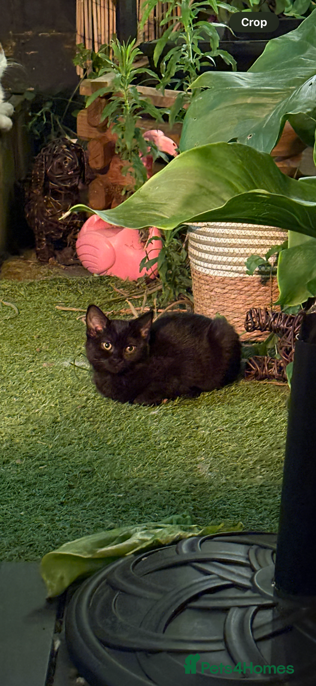 Mixed Breed cats for sale: Black cat  - Image 1