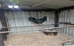 Chickens poultry for sale: Ayam Cemani cross silkie Cockerel  in Darwen - Image 1