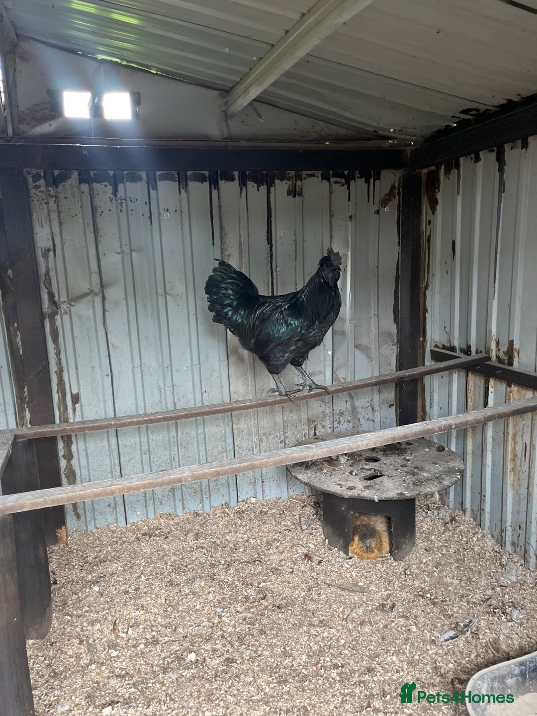 Chickens poultry for sale: Ayam Cemani cross silkie Cockerel  in Darwen - Image 1
