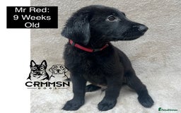 Mixed Breed dogs for sale: Uniquely Outstanding Czech GSD X Labrador Puppies  - Image 10