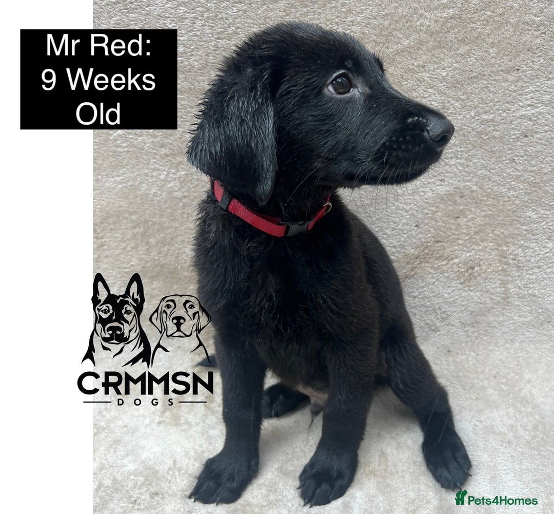 Mixed Breed dogs for sale: Uniquely Outstanding Czech GSD X Labrador Puppies  - Image 10