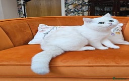 Scottish Fold cats for sale: Excellent Scottish straight kittens  - Image 24