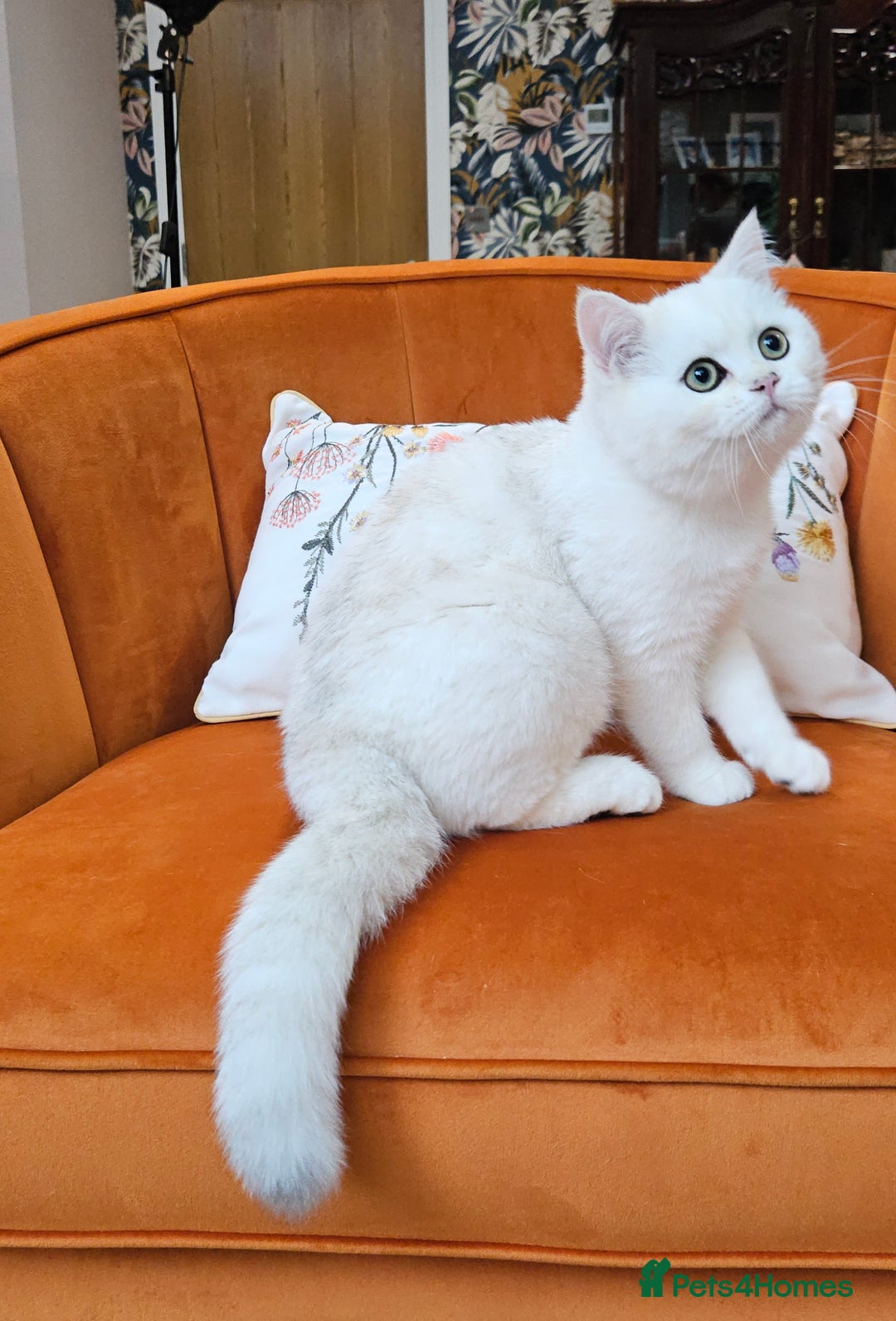Scottish Fold cats for sale: Excellent Scottish straight kittens  - Image 24