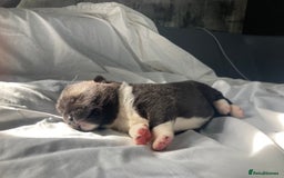 Akita dogs for sale: Akita puppies  - Image 12