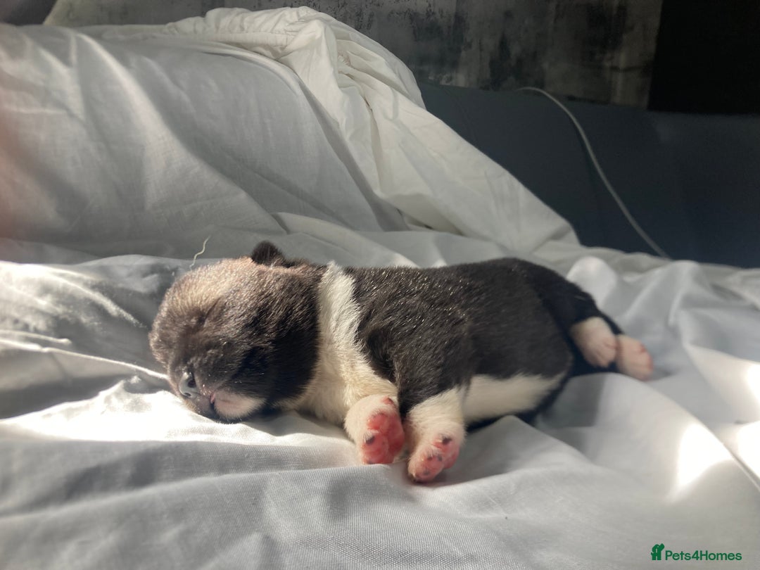 Akita dogs for sale: Akita puppies  - Image 12