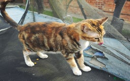 Mixed Breed cats for sale: kittens gorgeous kittens for sale  - Image 8