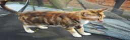 Mixed Breed cats for sale: kittens gorgeous kittens for sale  - Advert 11