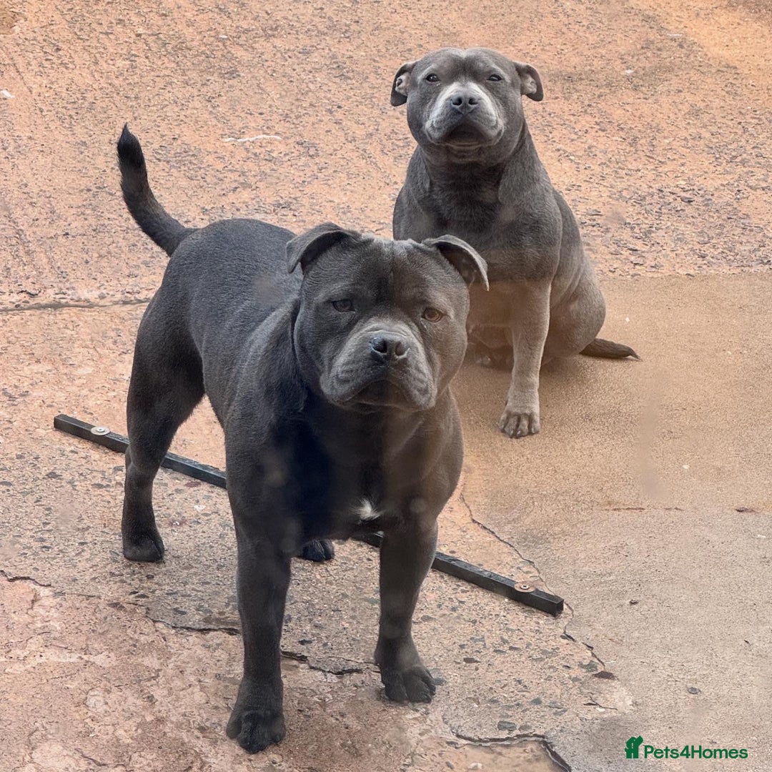 Staffordshire Bull Terrier dogs for sale: Black to blue health tested Staffords - Advert 2