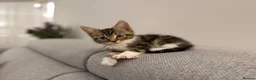 British Shorthair cats for sale: Beautiful cuddly kitten for adoption  - Advert 2