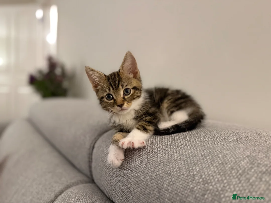 British Shorthair cats for sale: Beautiful cuddly kitten for adoption  - Advert 2