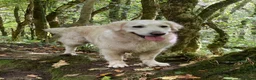 Golden Retriever dogs for sale: Puppies in Crawley - Advert 10