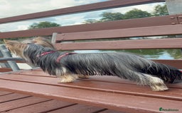 Yorkshire Terrier dogs for stud: 1.8kg miniature KC reg STUD Yorkshire terrier in Caterham - Image 4