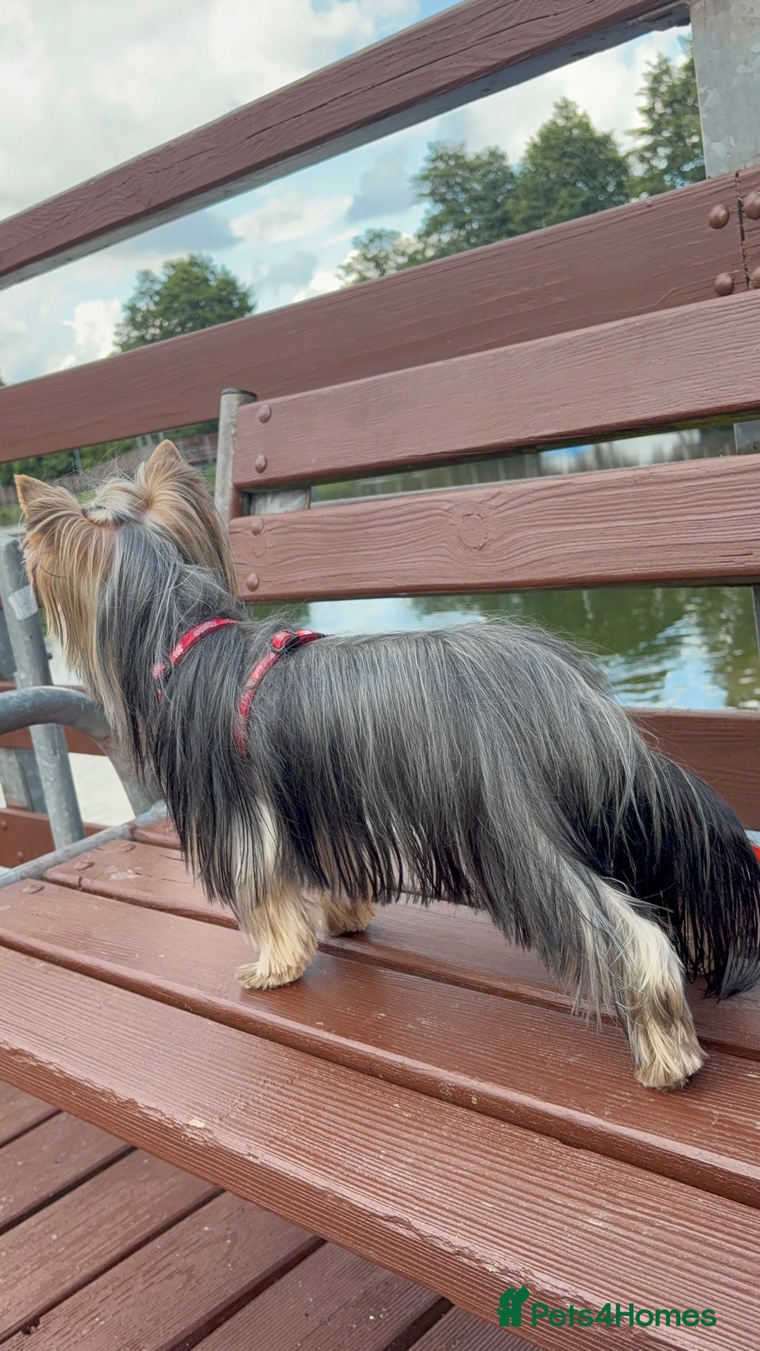 Yorkshire Terrier dogs for stud: 1.8kg miniature KC reg STUD Yorkshire terrier in Caterham - Image 4