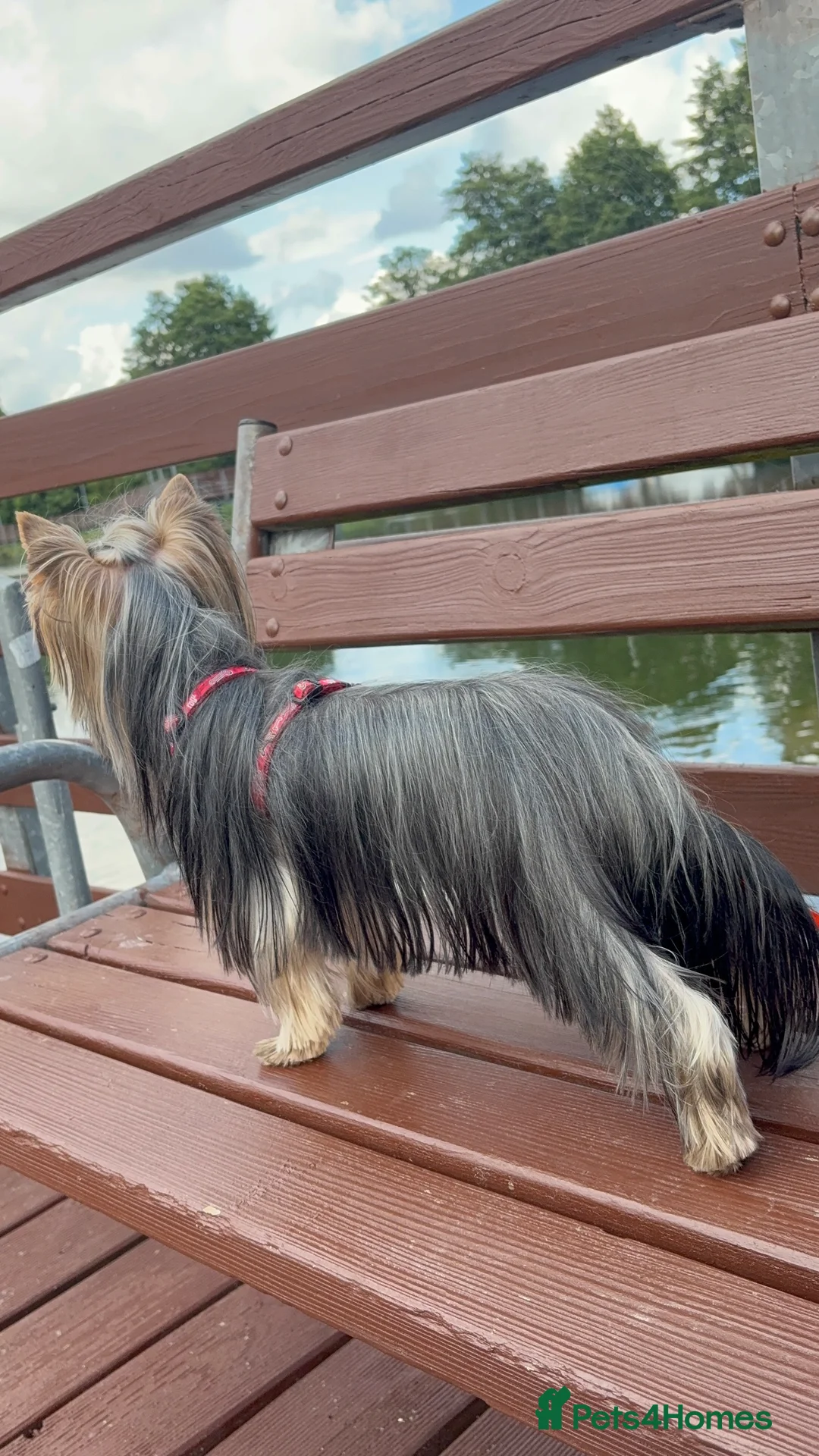 Yorkshire Terrier dogs for stud: 1.8kg miniature KC reg STUD Yorkshire terrier in Caterham - Advert 8