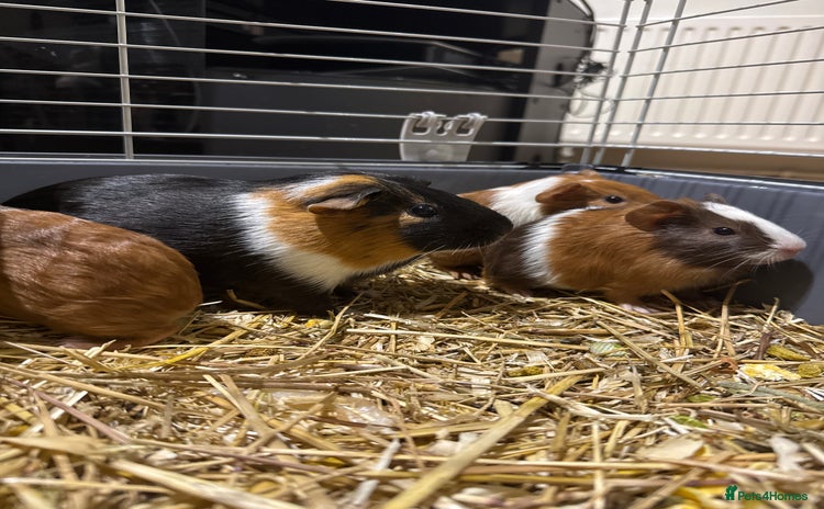 Guinea Pig rodents - Advert 11