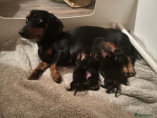 Miniature Dachshund dogs 🐾 Exceptional KC Miniature Dachshund Puppies ✨ - Advert 5