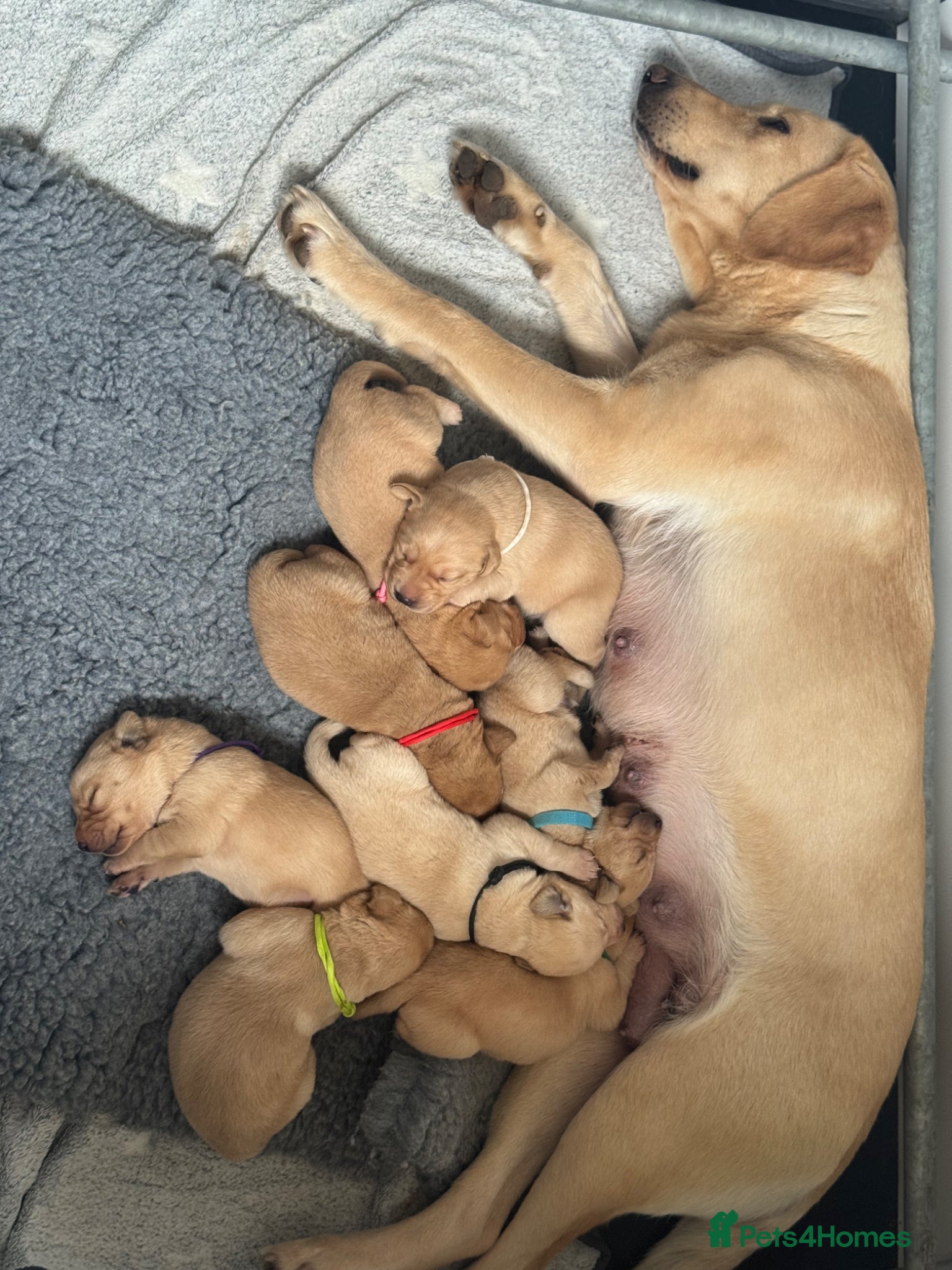 Labrador Retriever dogs Kc registered Labrador retriever puppies  - Advert 2