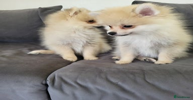 Pomeranian dogs - Advert 11