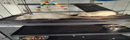 Rat rodents for sale: 1 dumbo Rex and 2 Dumbo all female 6 months old  in Birmingham - Advert 5