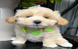 Maltipoo dogs for sale: Adorable Maltipoo  - Image 20