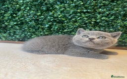 British Shorthair cats for sale: 💕British Shorthair Blue Kittens💕 - Image 16