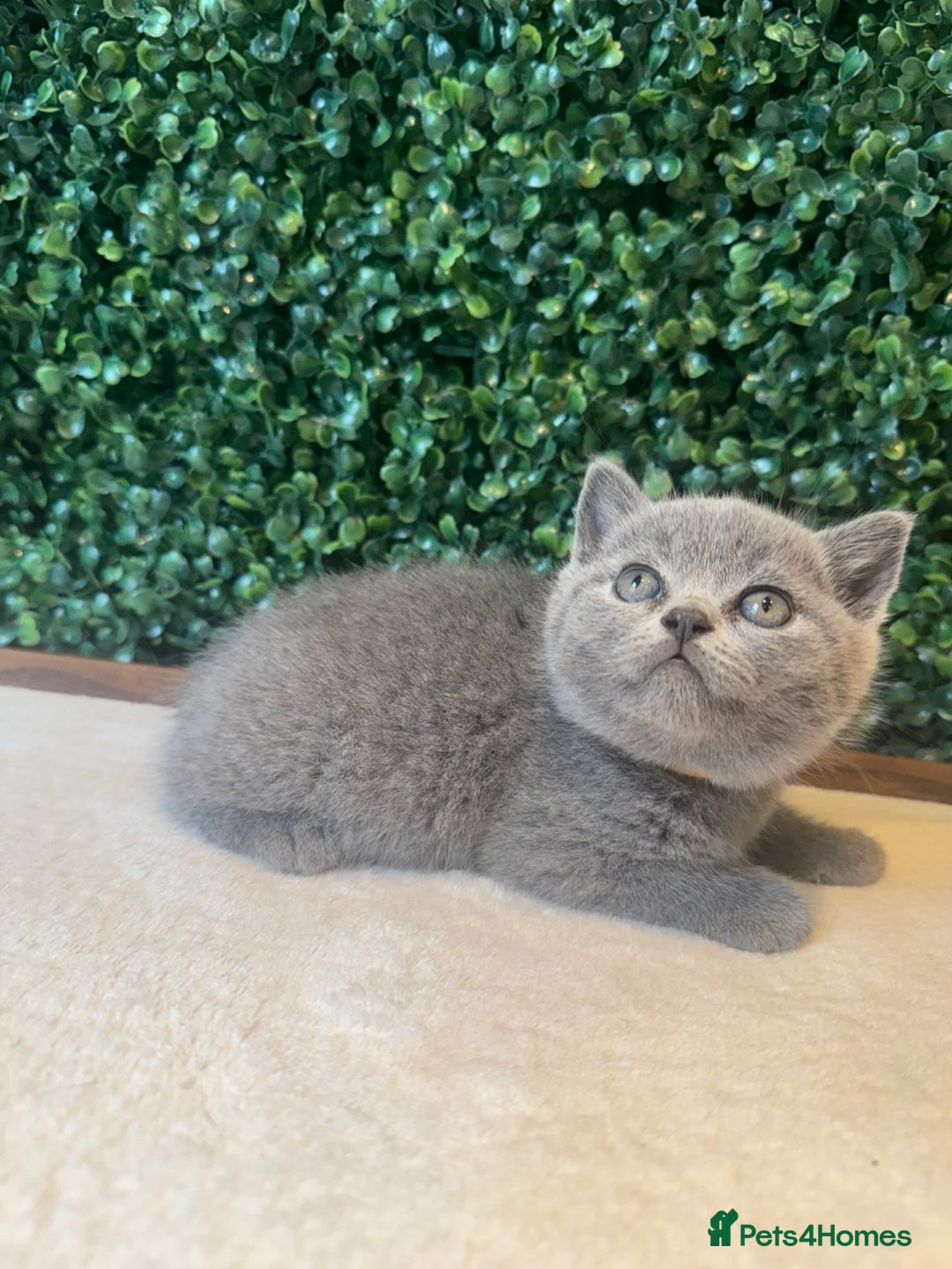 British Shorthair cats for sale: 💕British Shorthair Blue Kittens💕 - Image 16